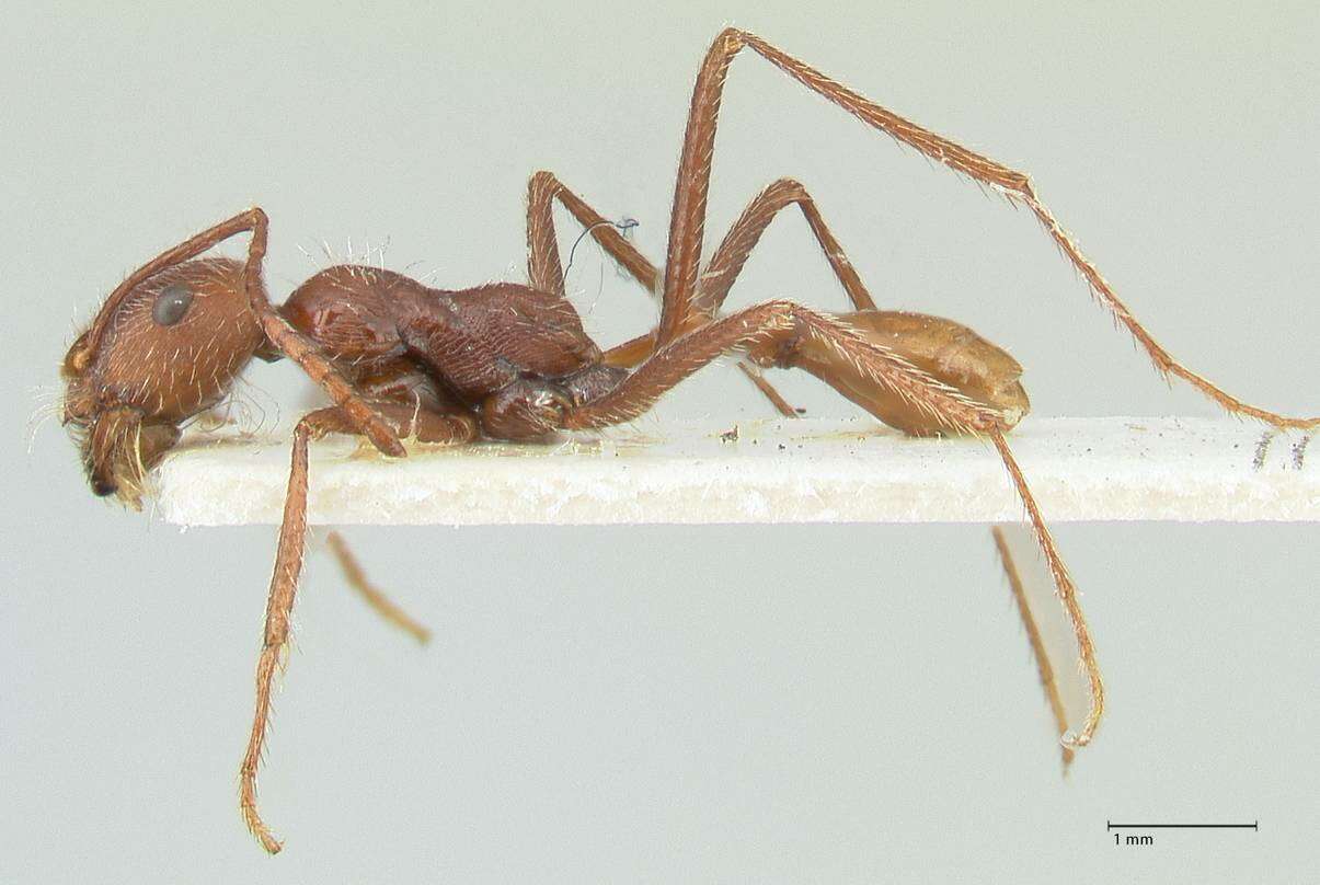 Ocymyrmex micans Forel 1910 resmi