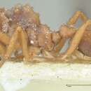 Image of Paratrachymyrmex cornetzi