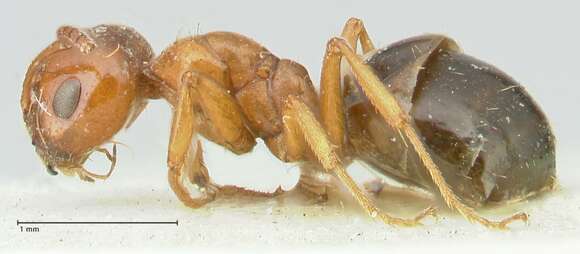 Image of Melophorus biroi Forel 1907