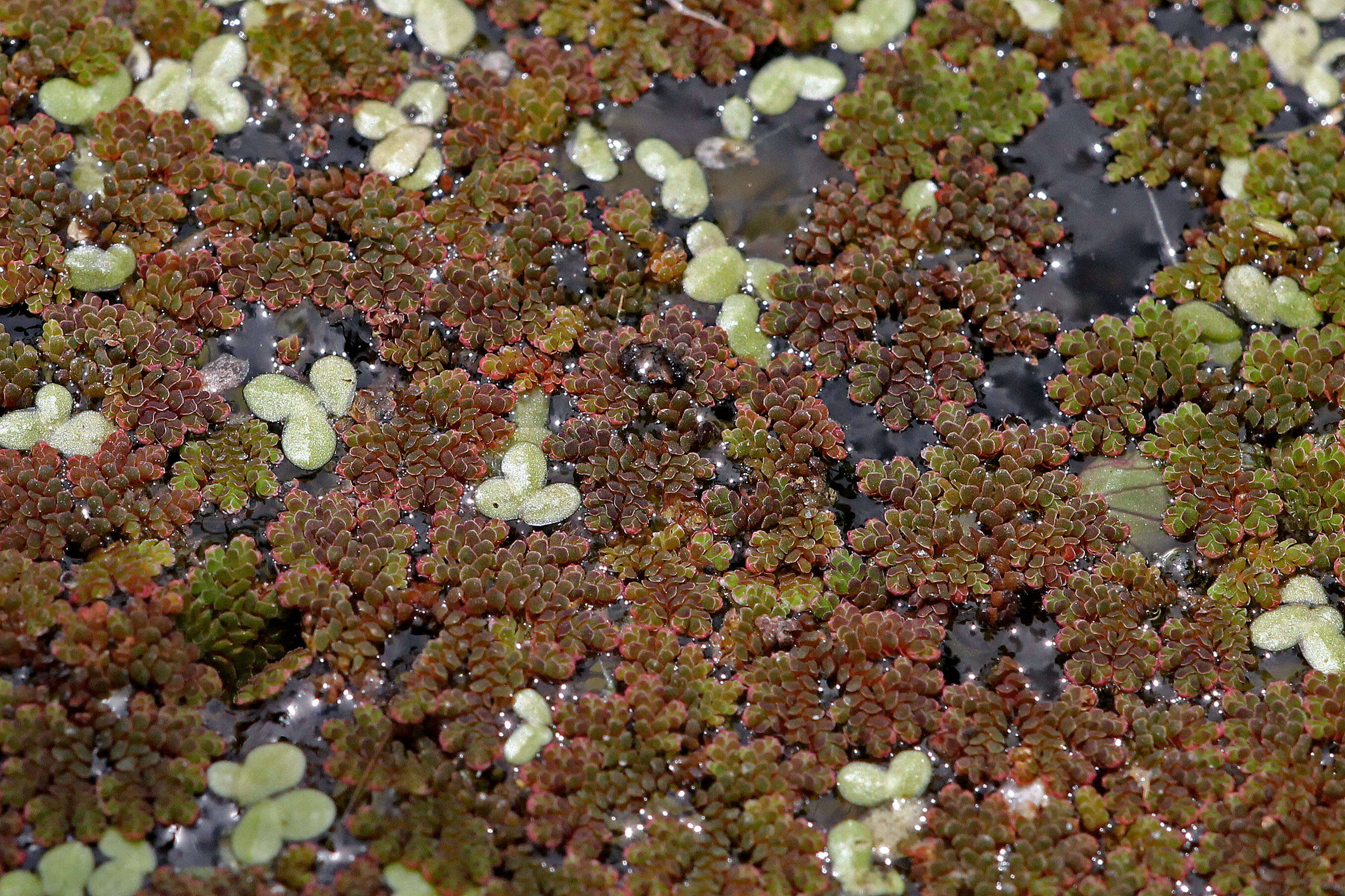 صورة Azolla filiculoides Lam.