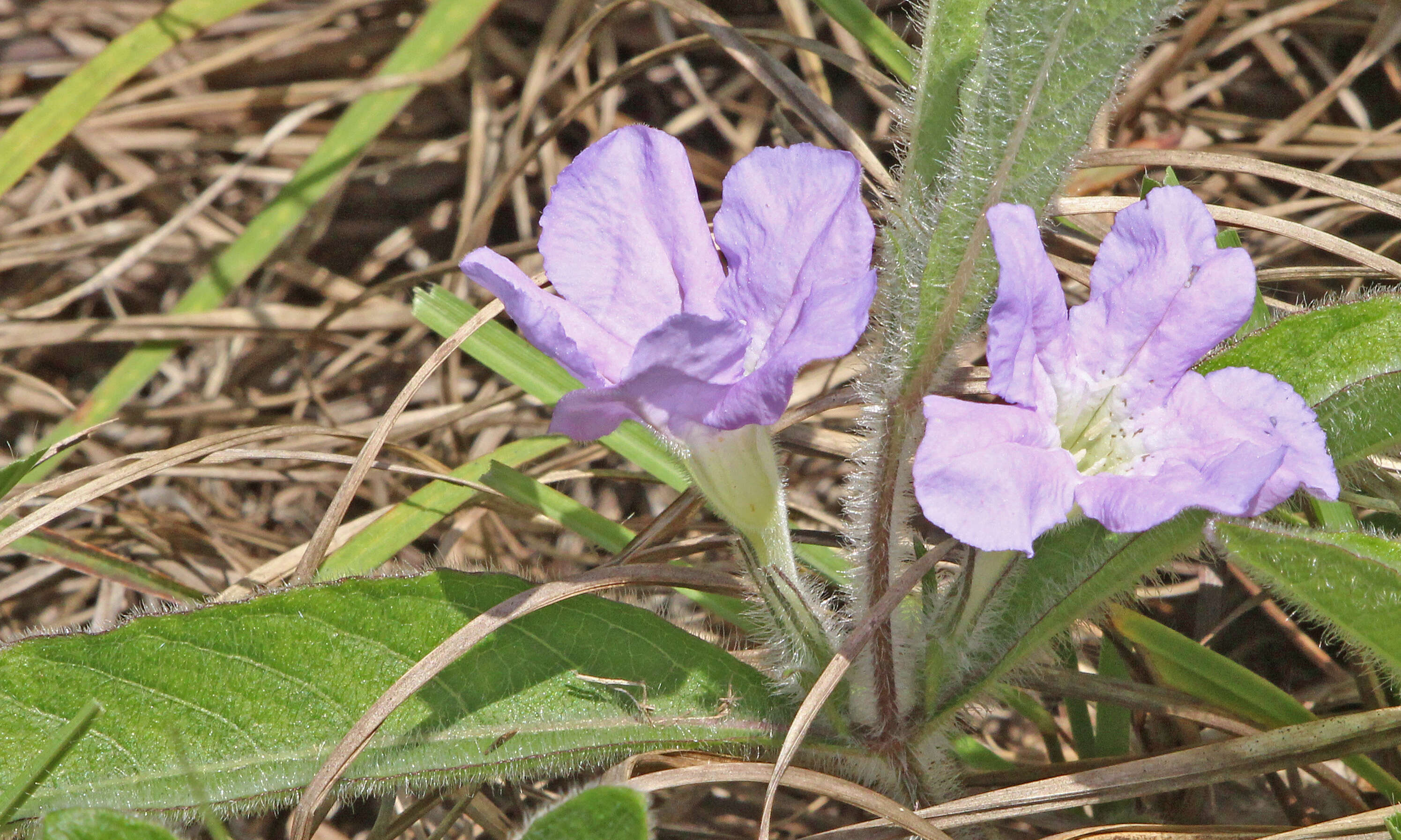 Image of Carolina wild petunia