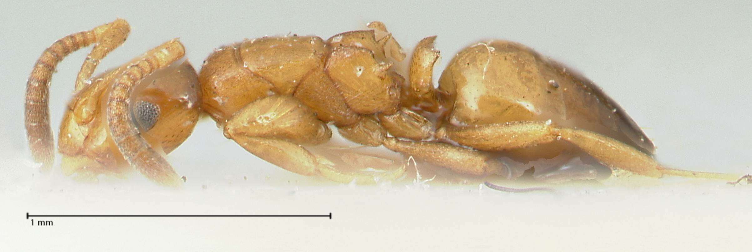 Image of Stigmacros debilis Bolton 1995