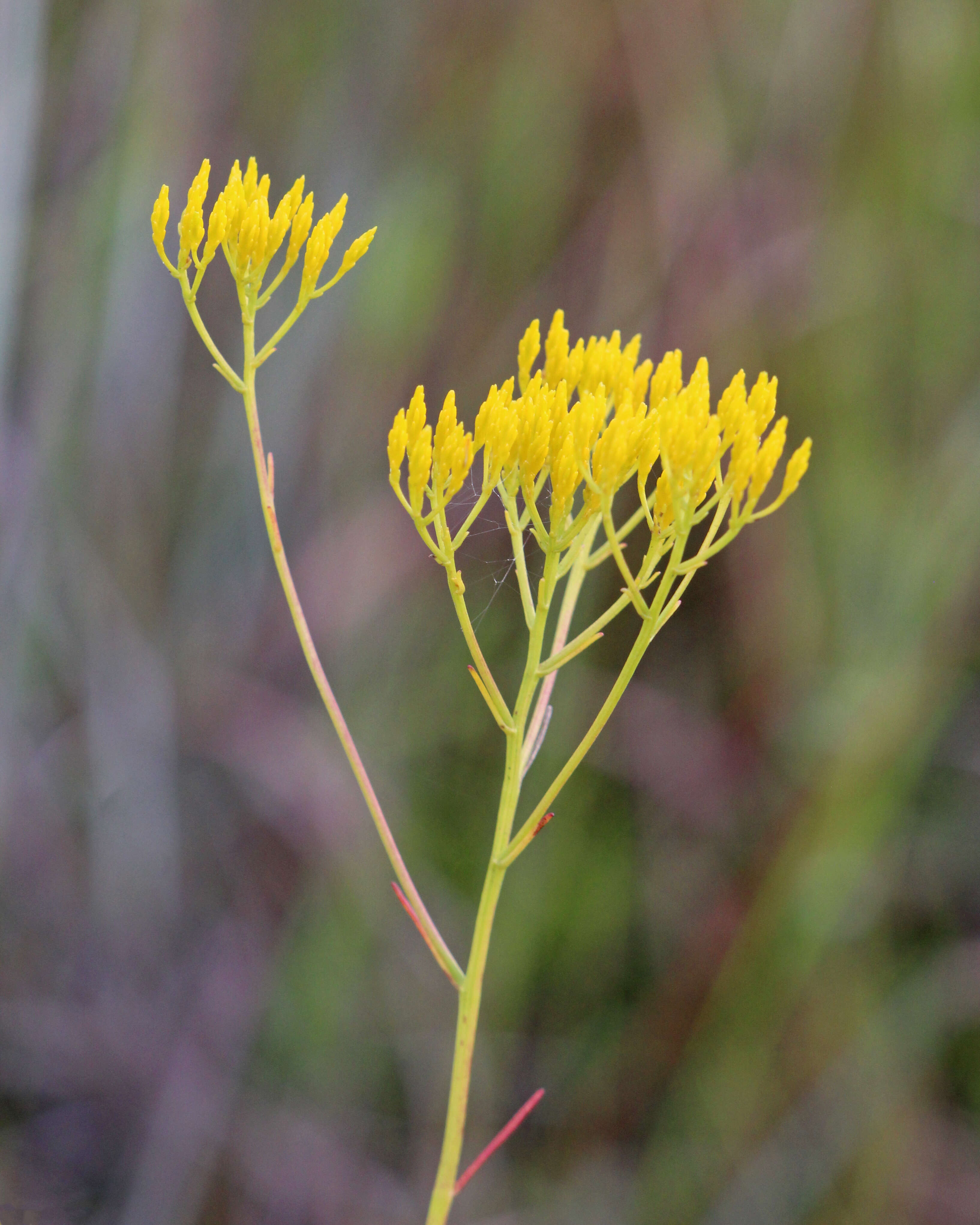 Image of Pineland Rayless-Goldenrod