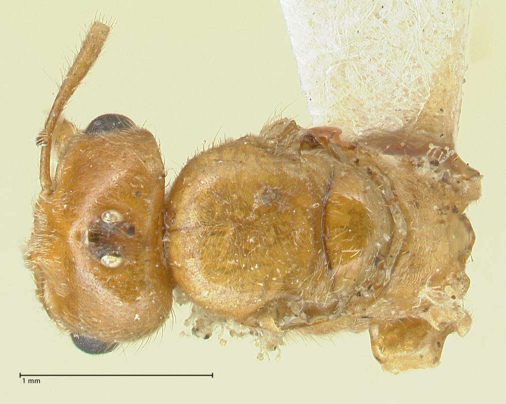 Image of Acropyga