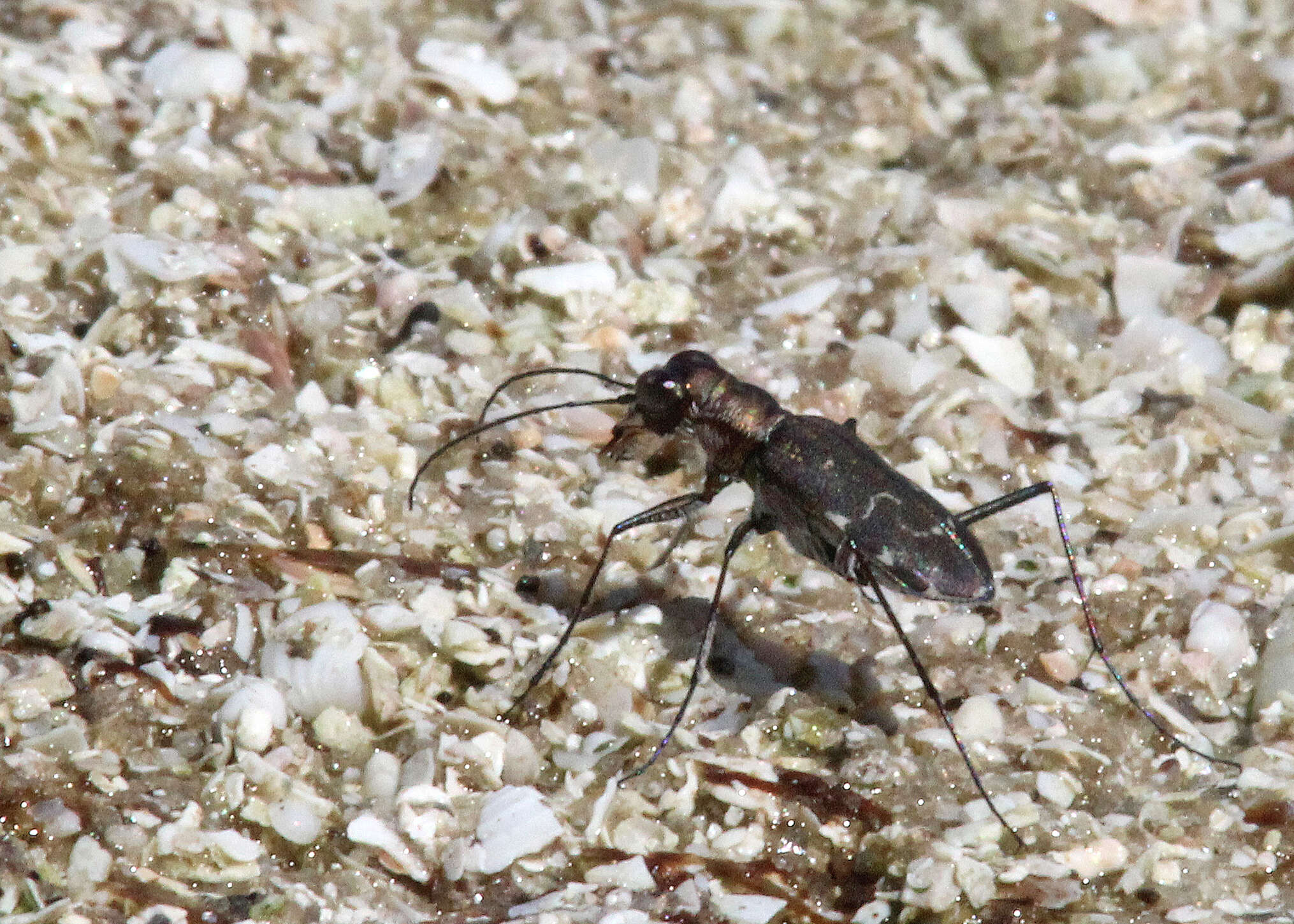 Image of Cicindela (Cicindelidia) trifasciata Fabricius 1781