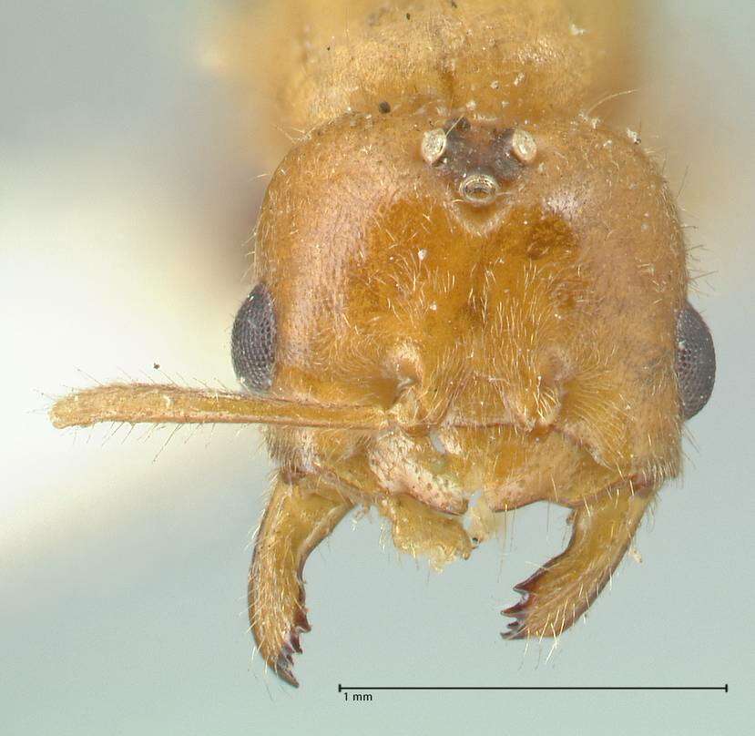 Image of Acropyga