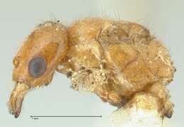 Image of Acropyga