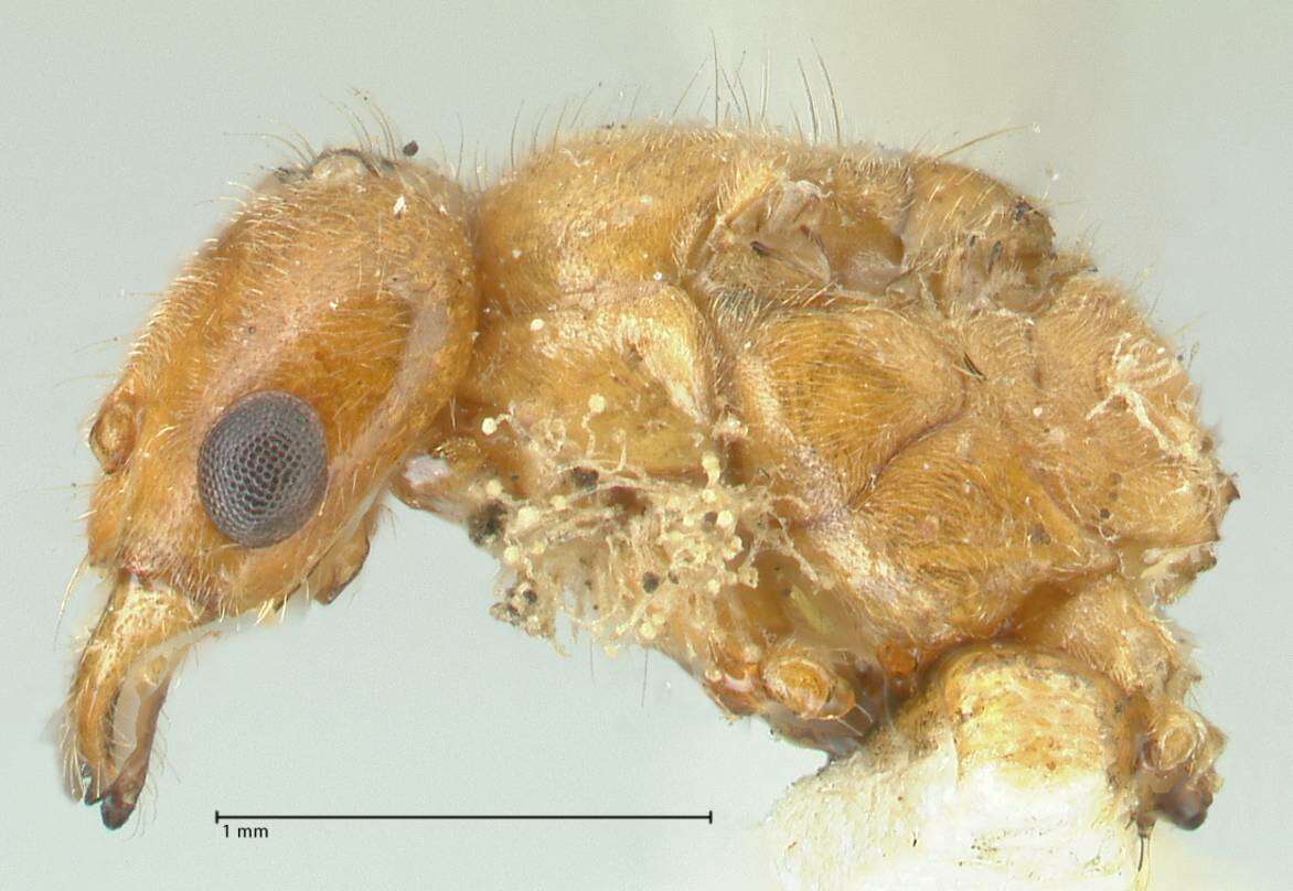 Image of Acropyga