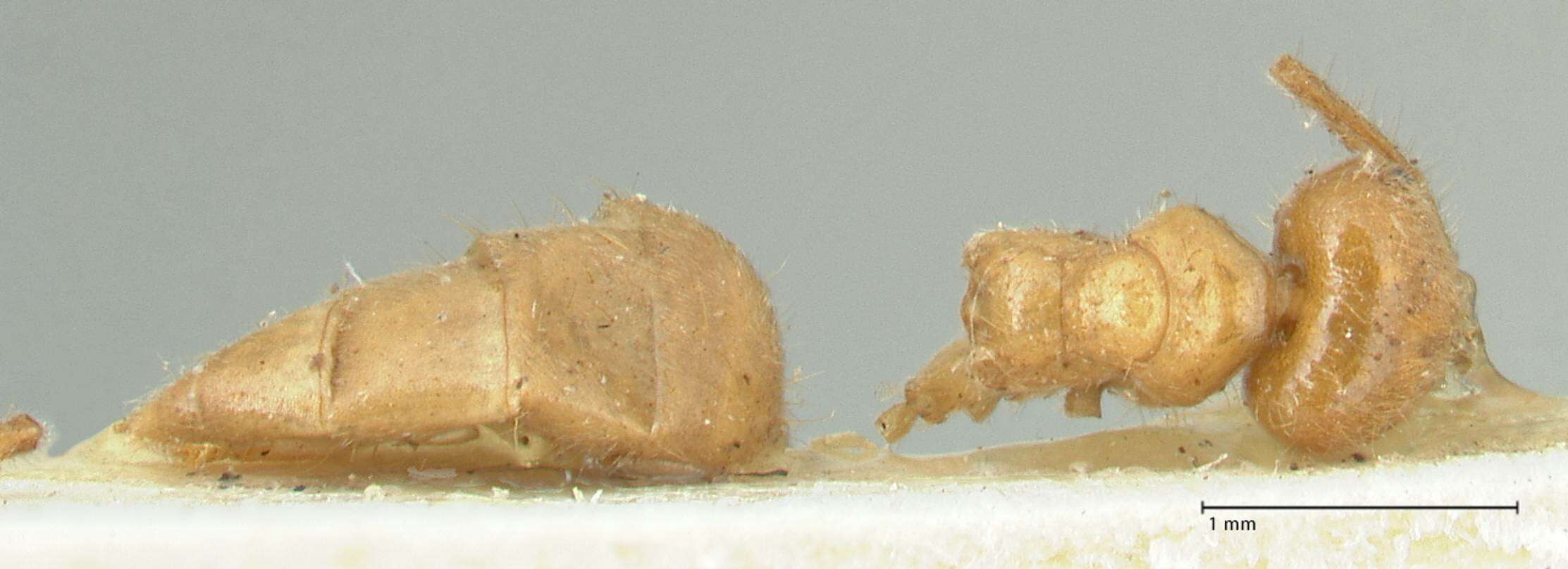 Image of Acropyga