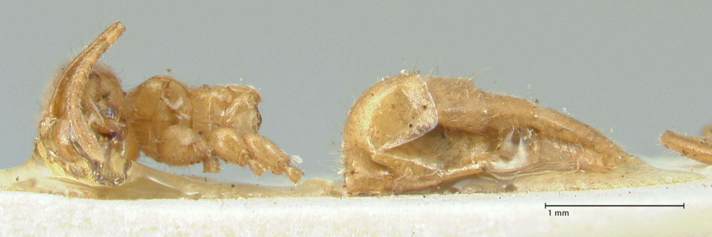 Image of Acropyga