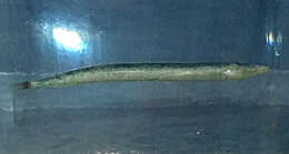 Image of Lesser Sand-eel