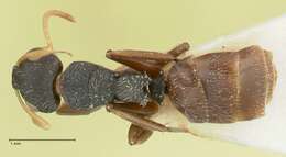 Image of Camponotus impressilabris Stitz 1938