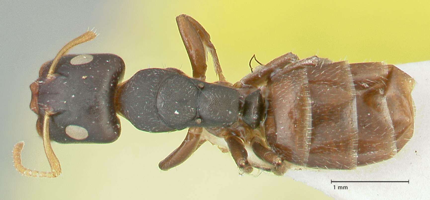 Image of Camponotus impressilabris Stitz 1938
