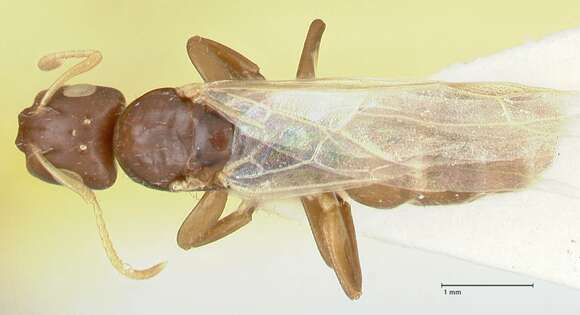 Image of Camponotus impressilabris Stitz 1938