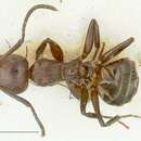 Image of Camponotus ephippiatus Viehmeyer 1916