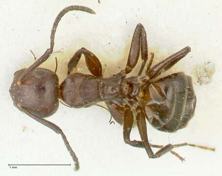 Image of Camponotus ephippiatus Viehmeyer 1916