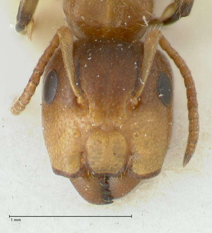 Image de Camponotus bellus Forel 1908