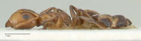 Image de Camponotus bellus Forel 1908