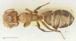 Image de Camponotus bellus Forel 1908