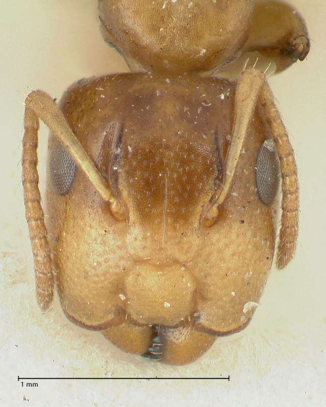 Image de Camponotus bellus Forel 1908