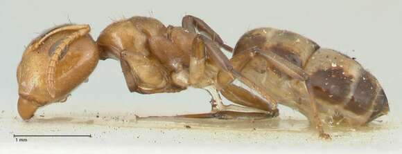 Image de Camponotus bellus Forel 1908