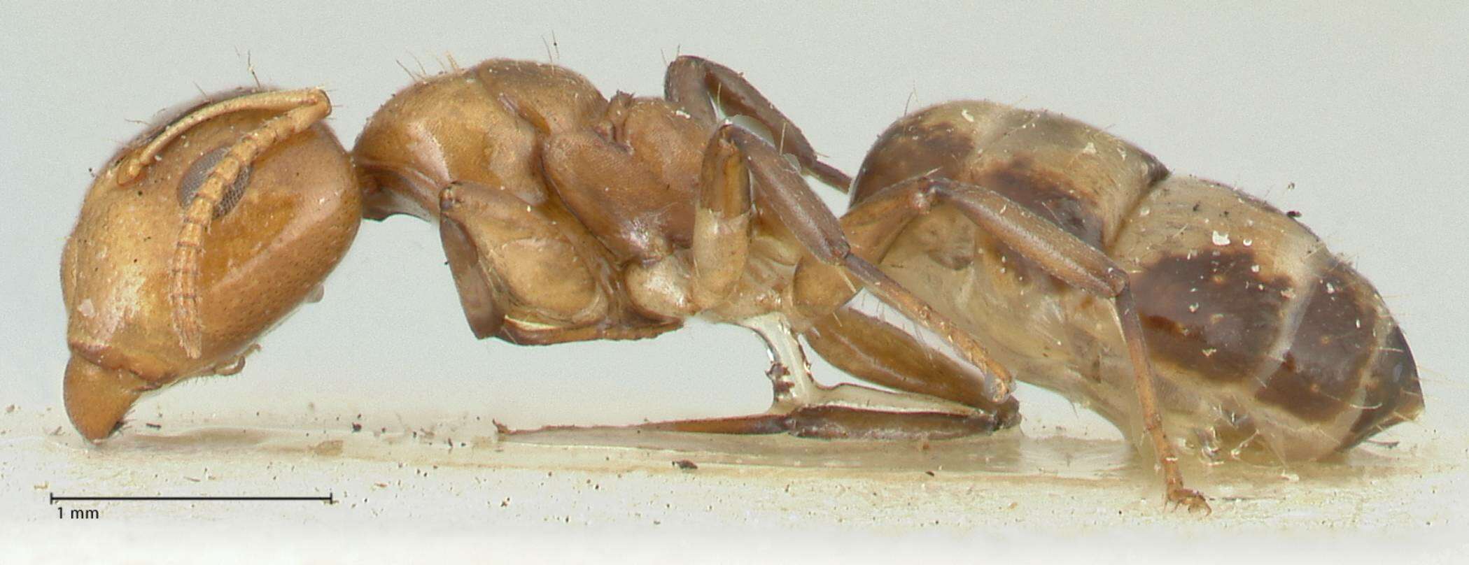 Image de Camponotus bellus Forel 1908