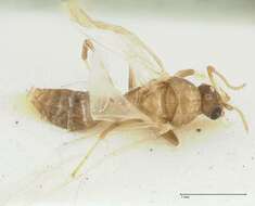 Image de Camponotus bellus Forel 1908