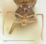 Image de Camponotus bellus Forel 1908