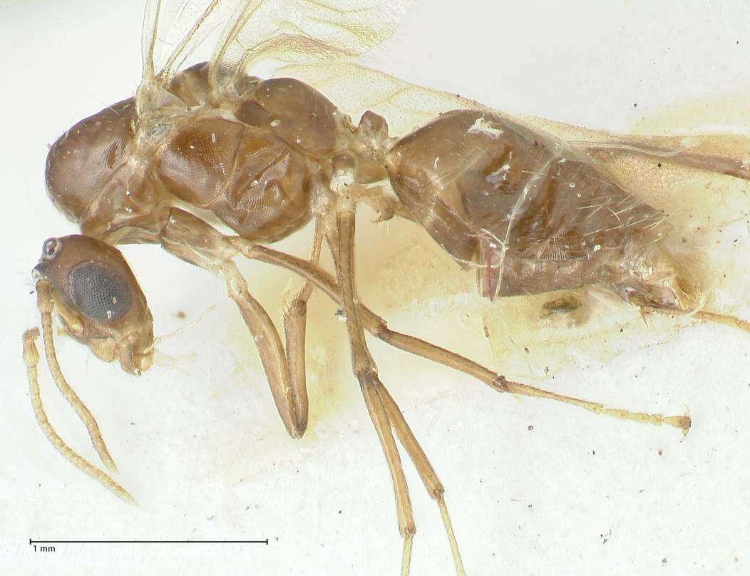 Image de Camponotus bellus Forel 1908