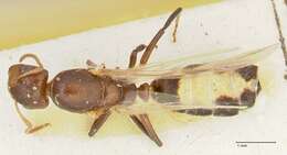 Image de Camponotus bellus Forel 1908