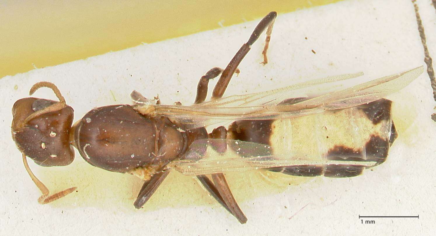 Image de Camponotus bellus Forel 1908