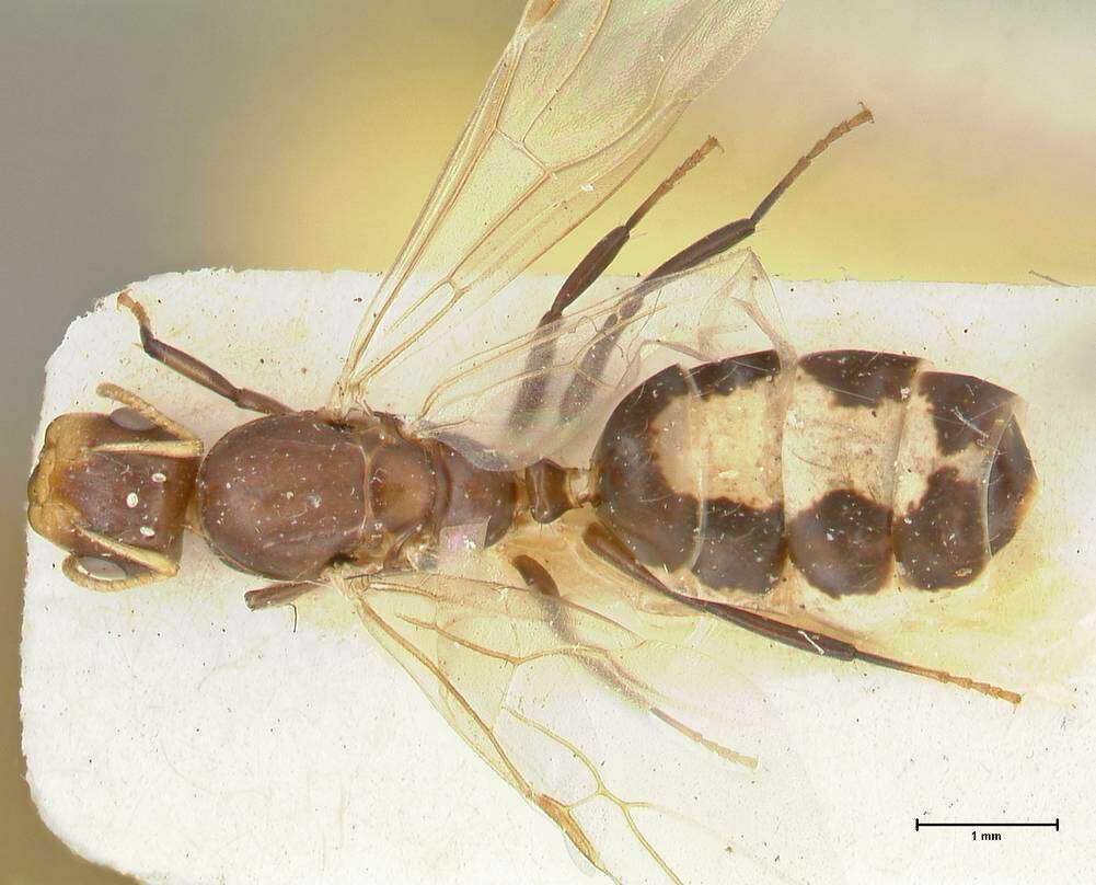 Image de Camponotus bellus Forel 1908