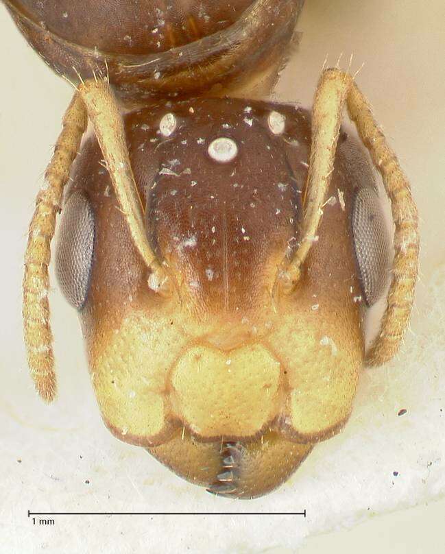 Image de Camponotus bellus Forel 1908