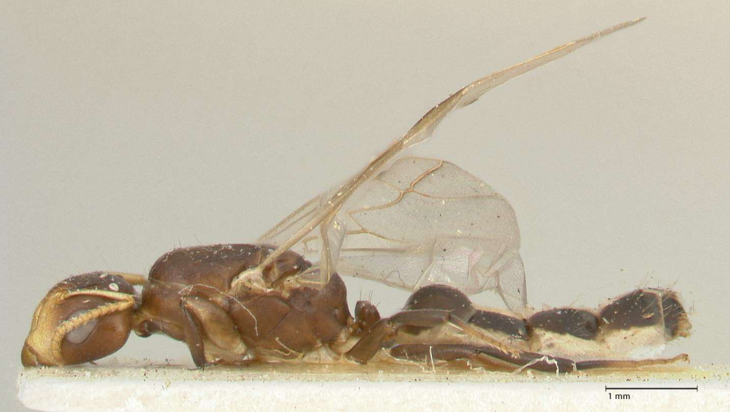 Image de Camponotus bellus Forel 1908