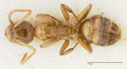 Image de Camponotus bellus Forel 1908