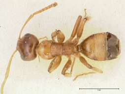 Image de Camponotus bellus Forel 1908