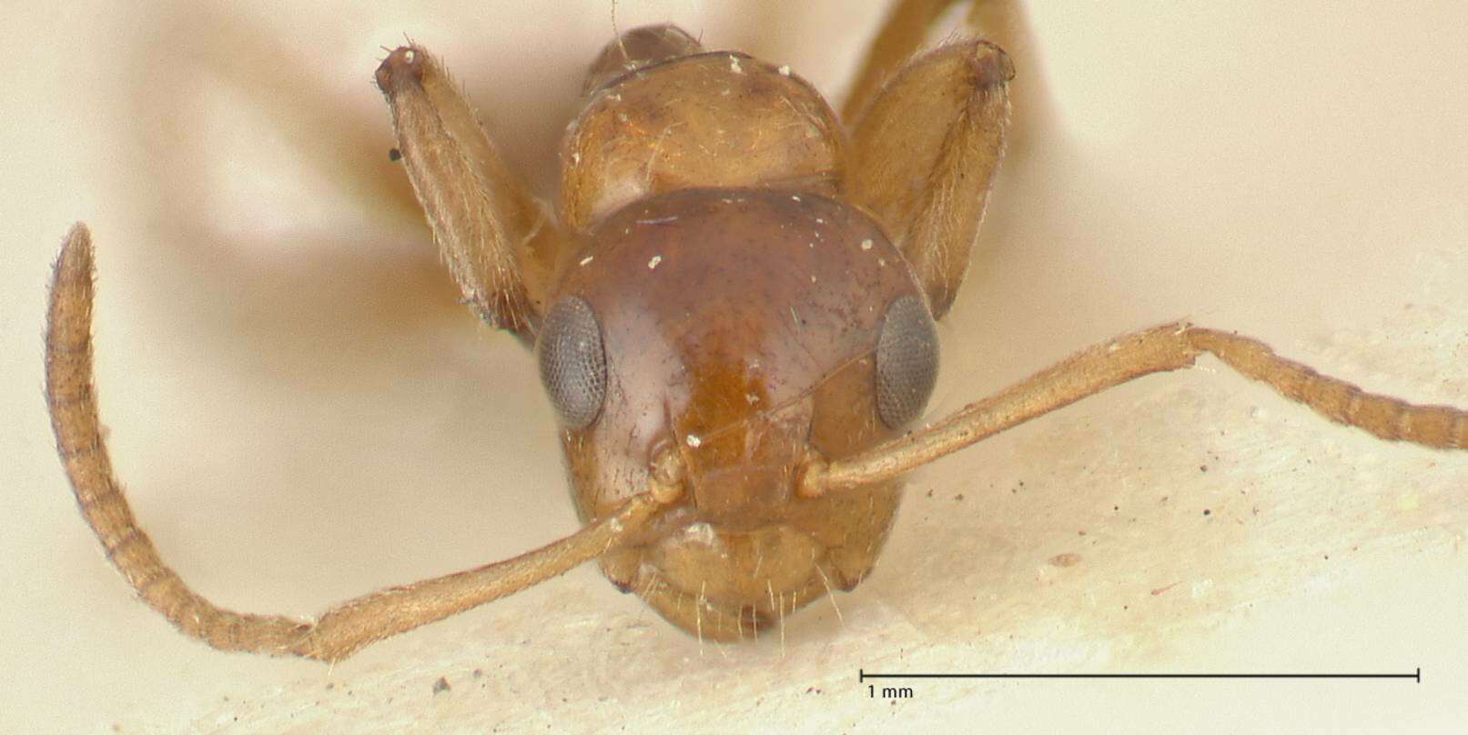 Image de Camponotus bellus Forel 1908