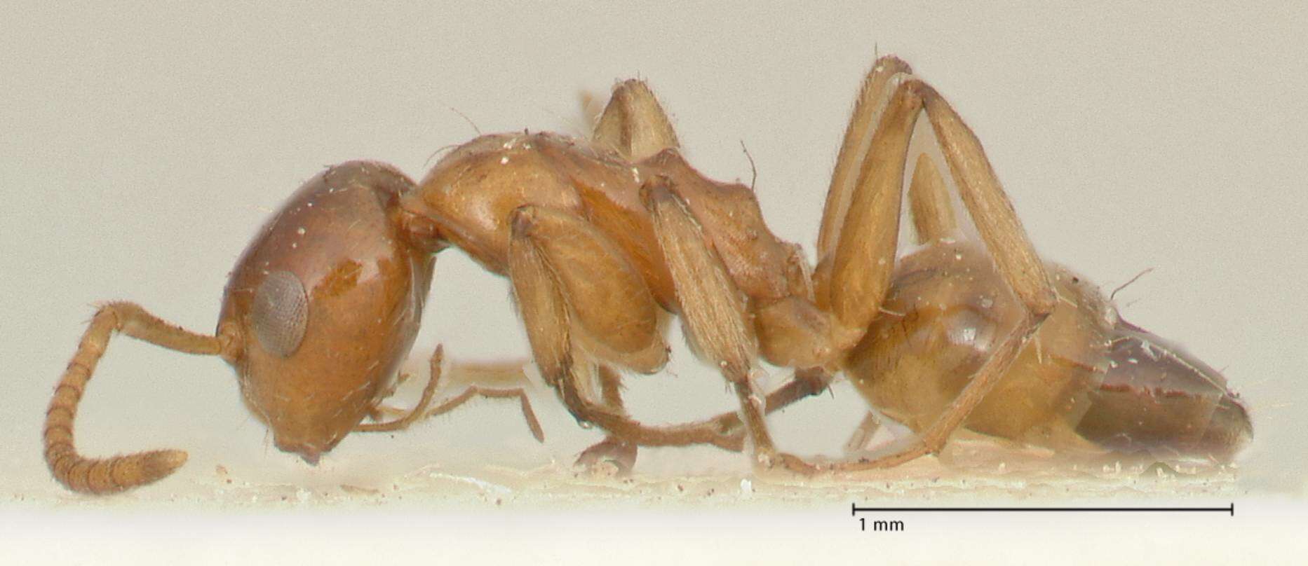 Image de Camponotus bellus Forel 1908