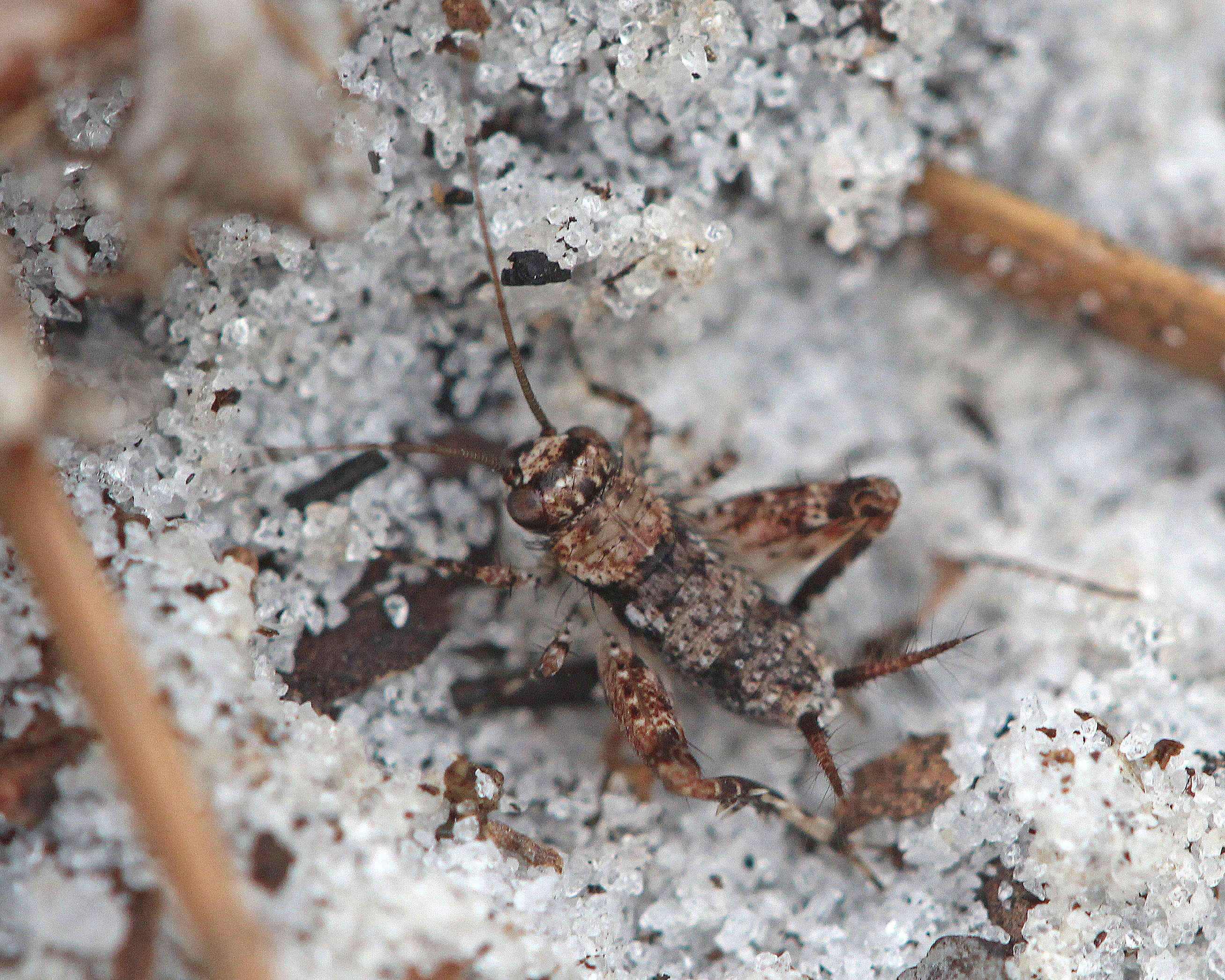 Image de Pictonemobius