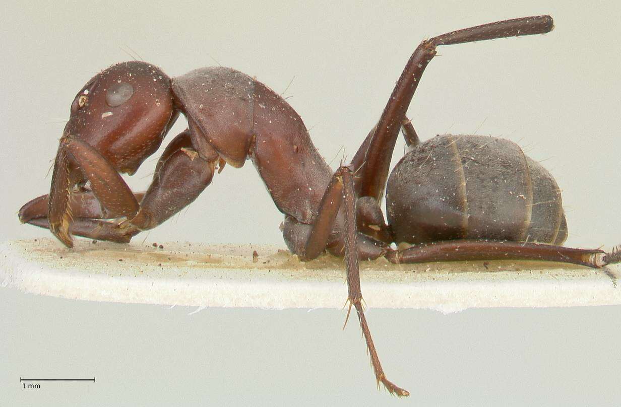 Plancia ëd Camponotus afflatus Viehmeyer 1925