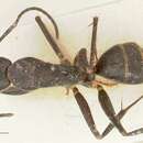 Image of Camponotus lividicoxis Viehmeyer 1925