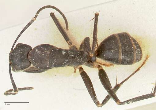 Image of Camponotus lividicoxis Viehmeyer 1925