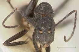 Image of Camponotus lividicoxis Viehmeyer 1925