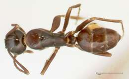 Image de Camponotus werthi Forel 1908