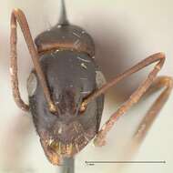 Image de Camponotus werthi Forel 1908