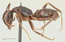 Image de Camponotus werthi Forel 1908