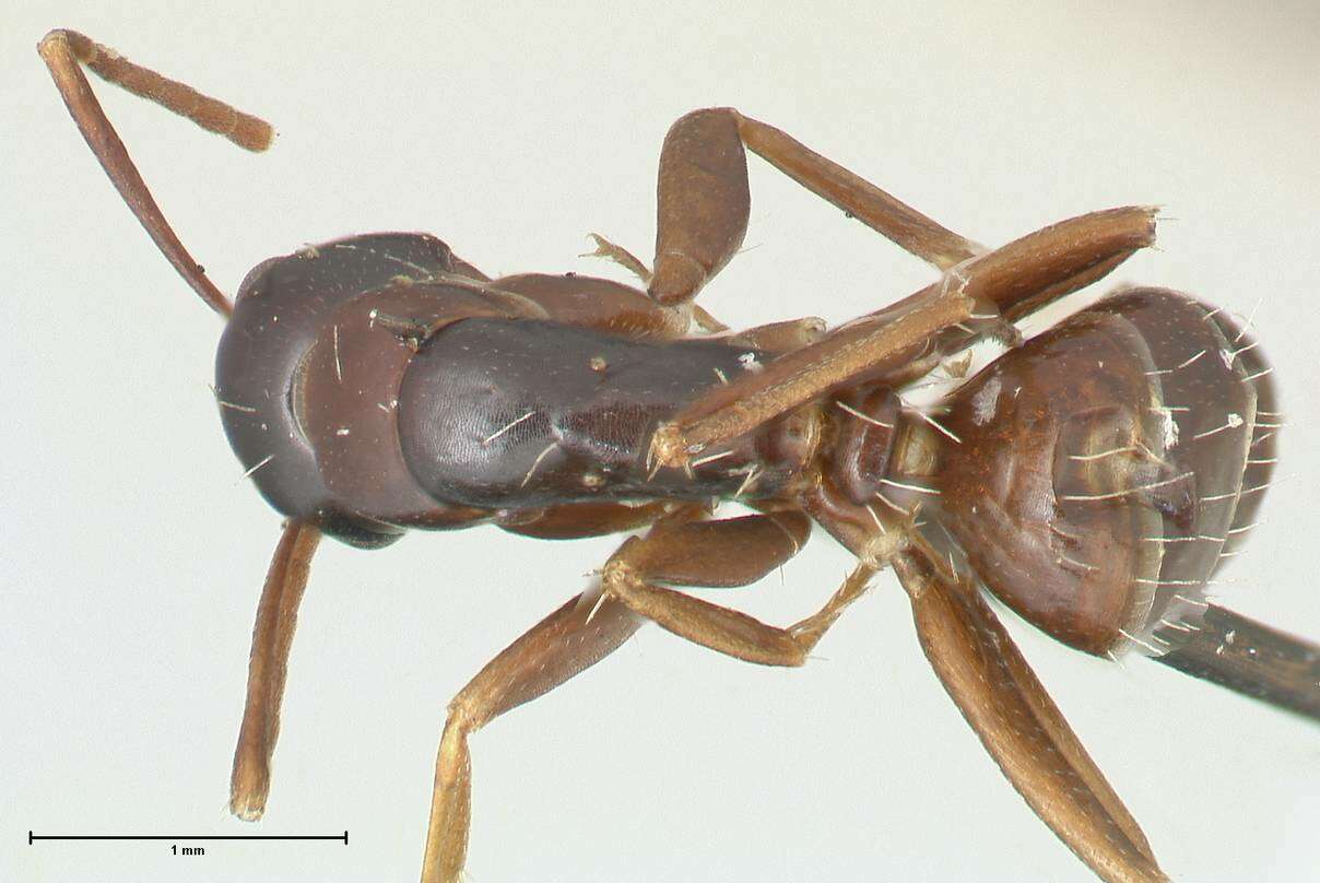 Image de Camponotus werthi Forel 1908