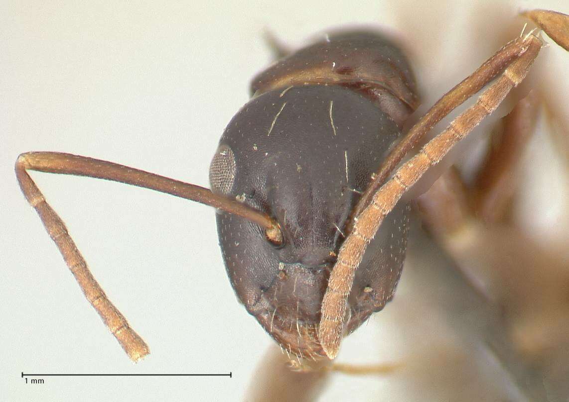 Image de Camponotus werthi Forel 1908