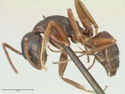 Image de Camponotus werthi Forel 1908