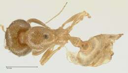 Image of Carebara africana